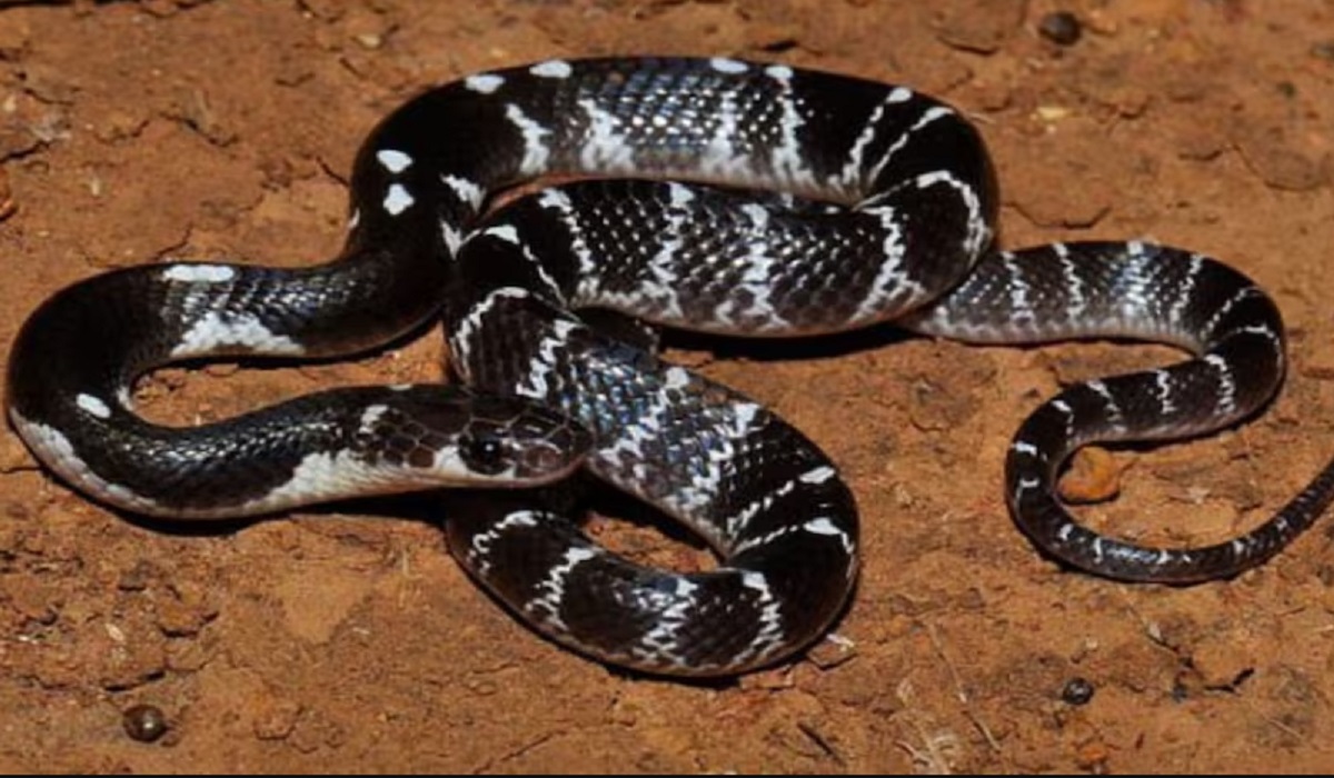 Snakes in Bihar