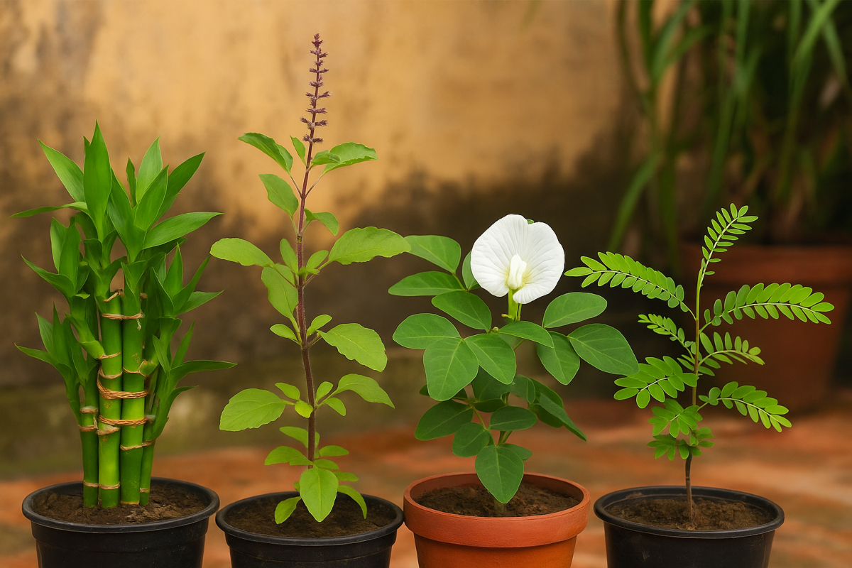 lucky plants for home