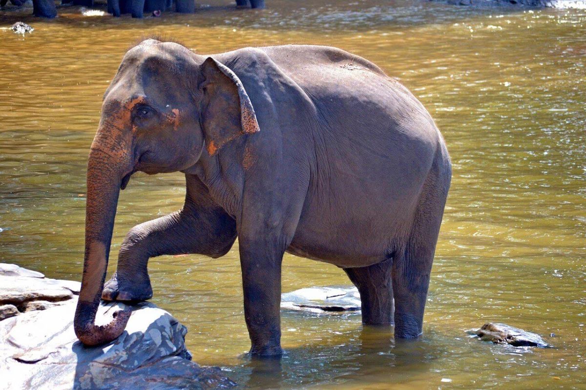 patna zoo elephant
