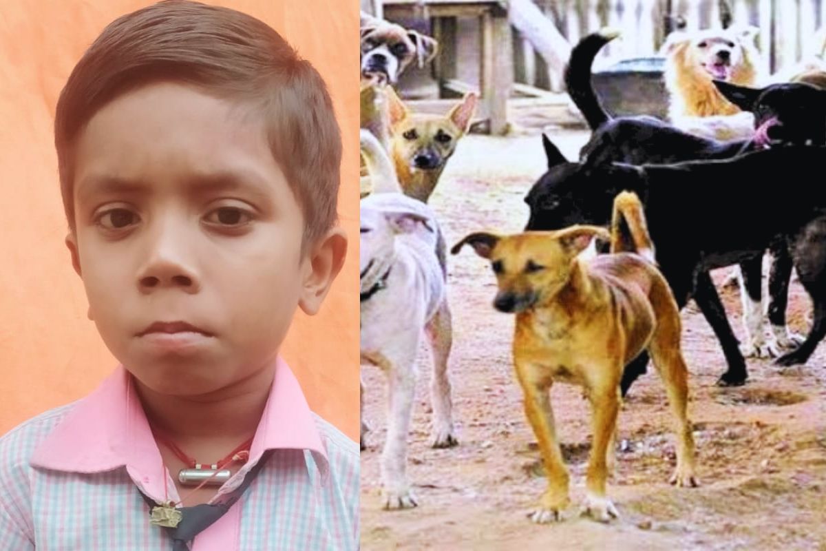 samastipur news | In Bihar, stray dogs mauled a 13-year-old boy to death, he had 16 deep wounds on his body