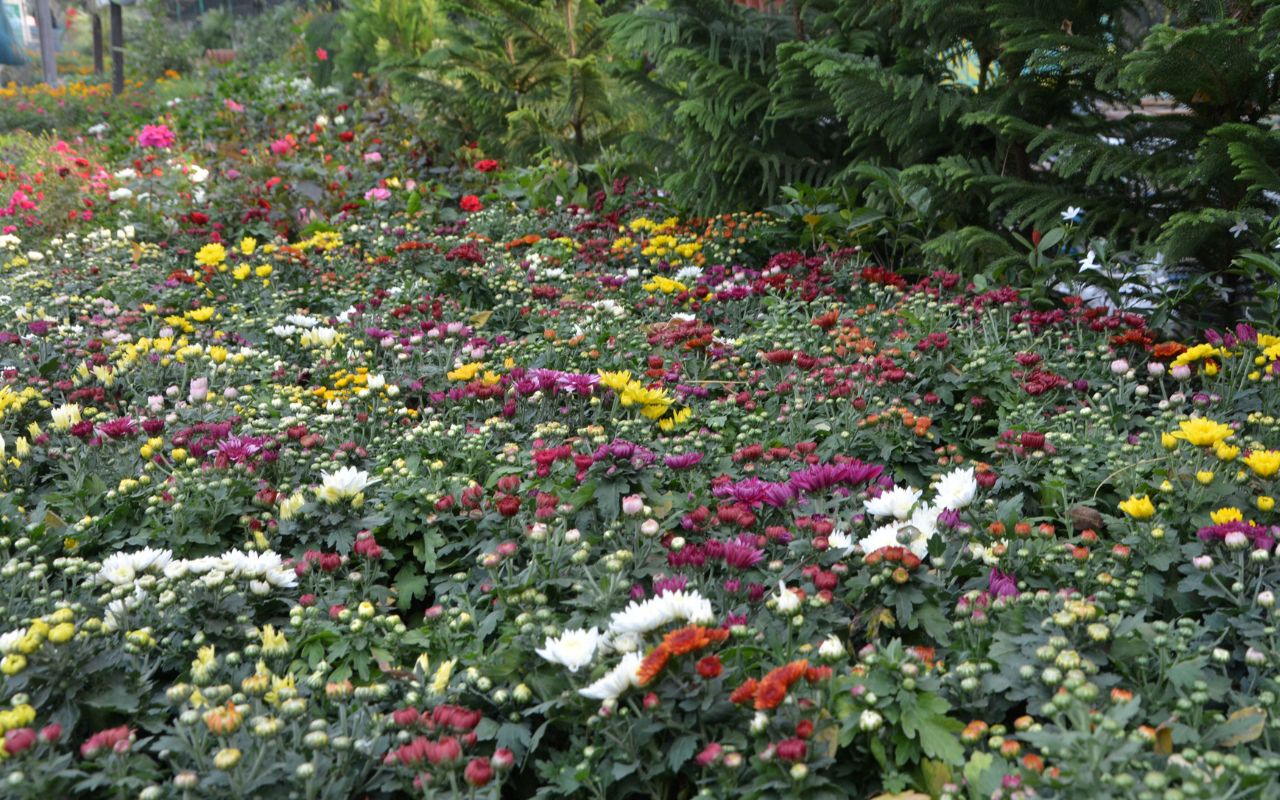 plantation