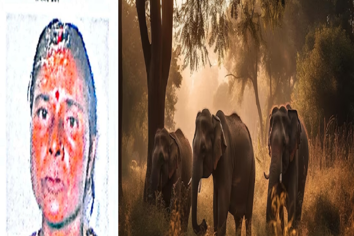 जंगली हाथियों के झुंड ने महिला को पटककर मार डाला