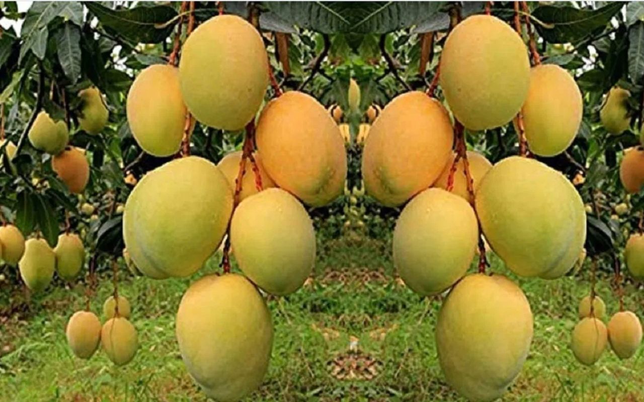 Bihar news