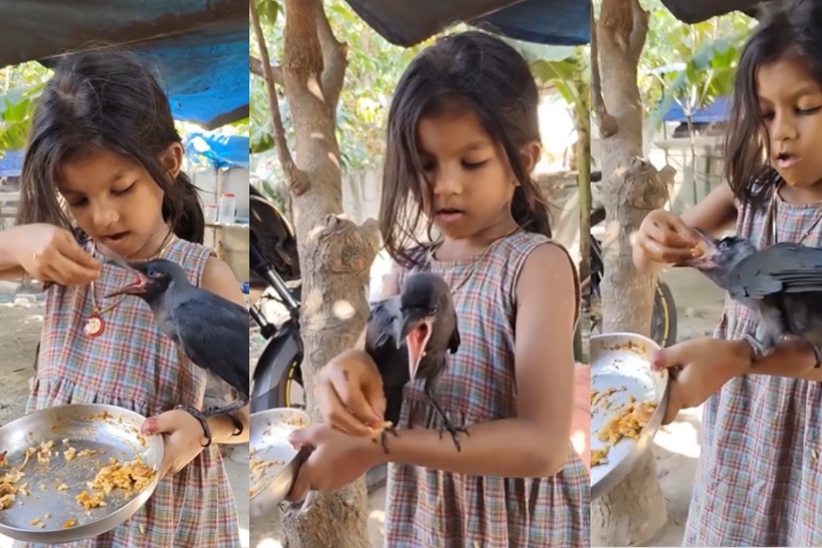 Viral Video of a girl and crow