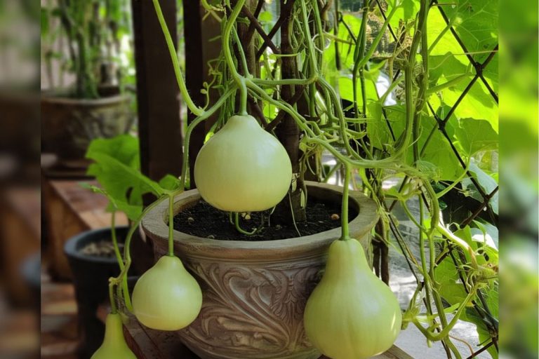 How To Grow Bottle Gourd: घर की छत या बालकनी में ऐसे उगाएं ताजी और हरी-भरी लौकी