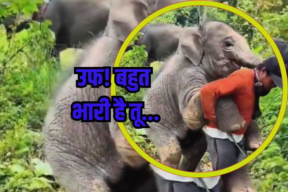 Viral Video