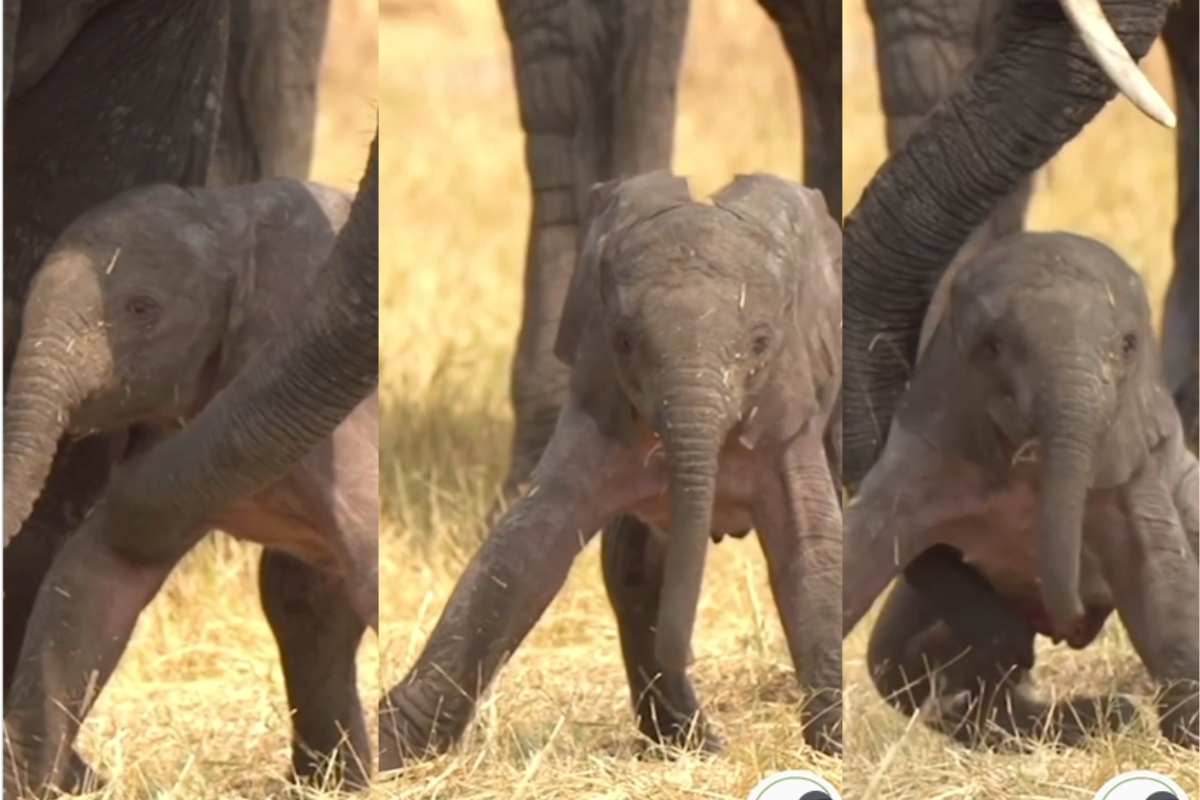 Viral Video of a Baby Elephant