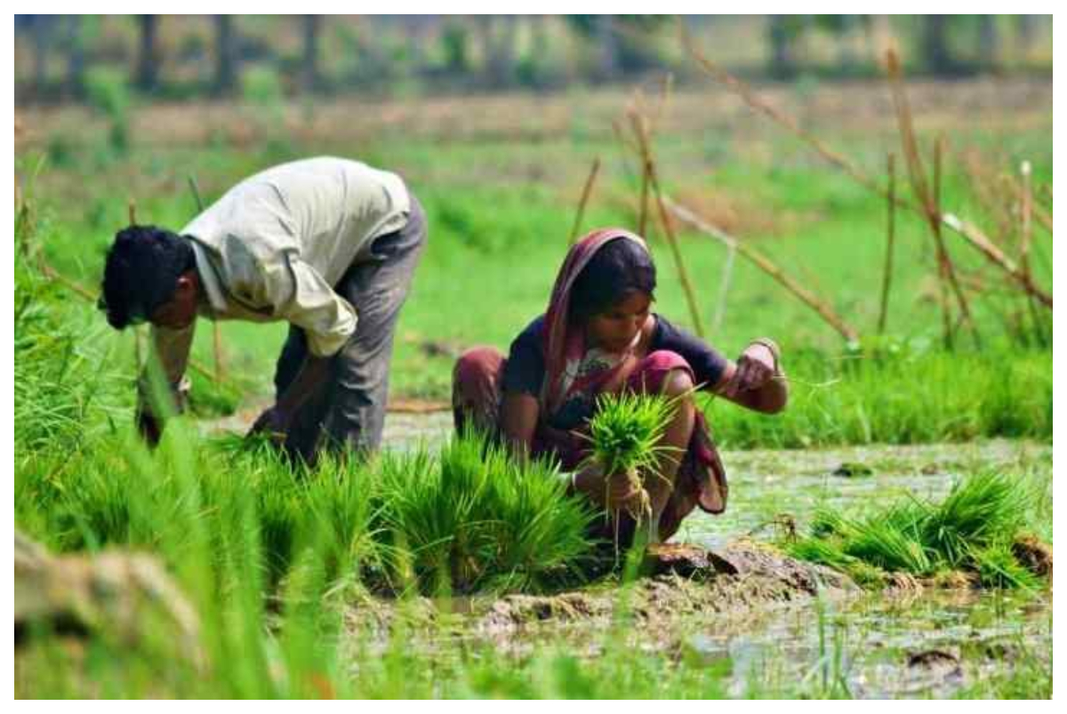 Pradhan Mantri Fasal Bima Yojana