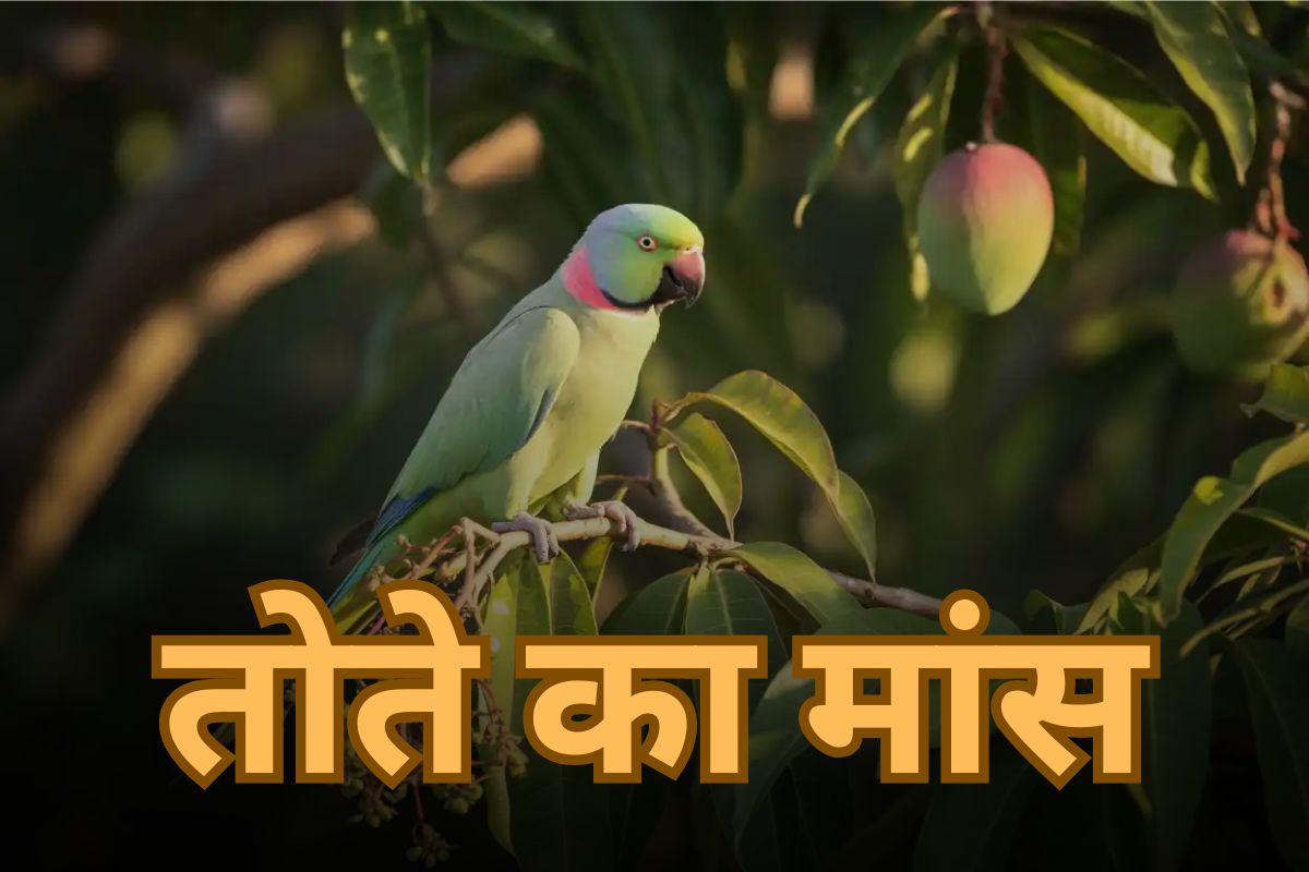 Benefits Eating Parrot Meat