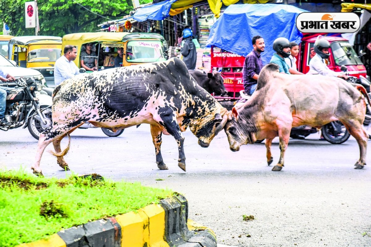 Bull Fighting