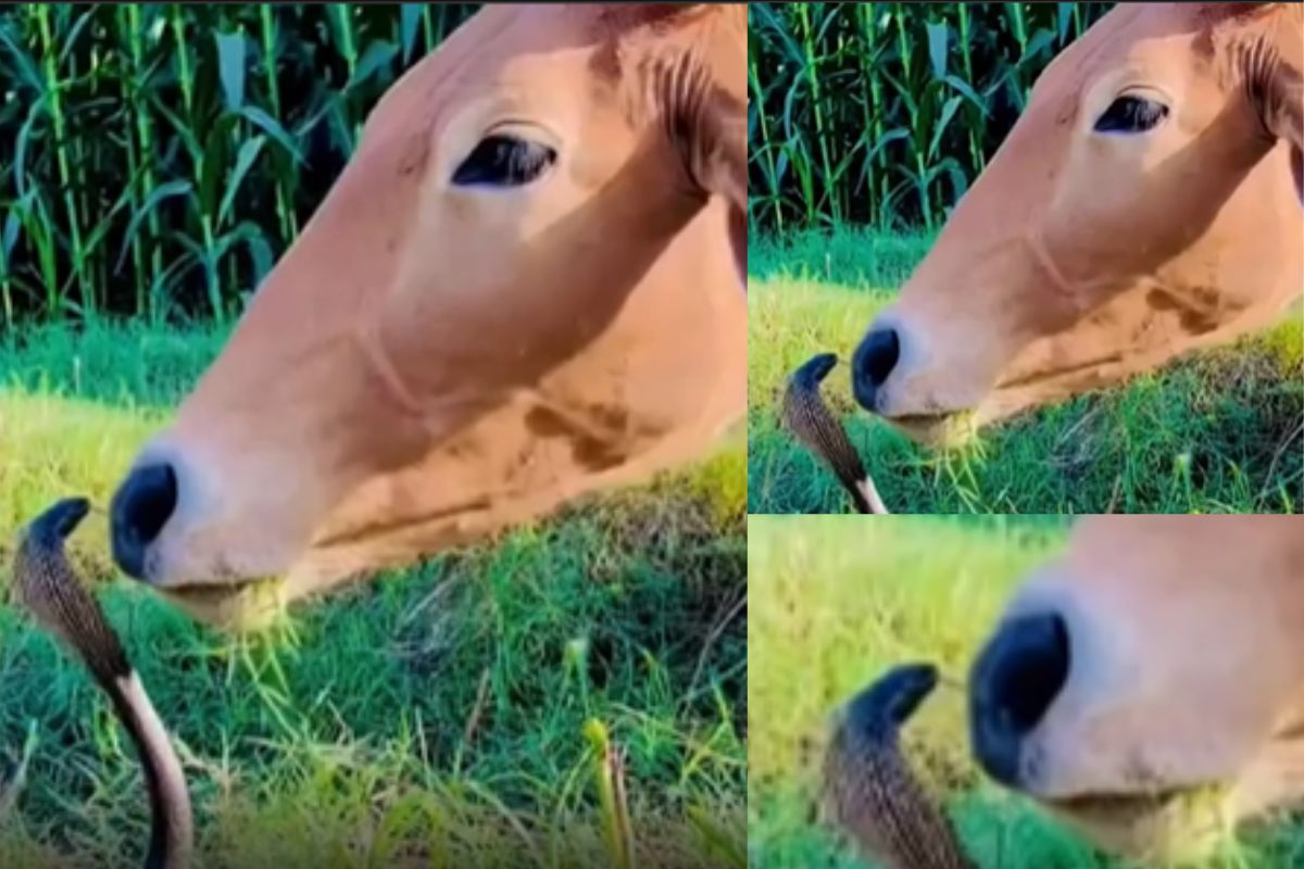 COW AND SNAKE