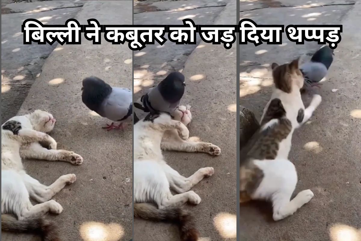 Cat slapped pigeon