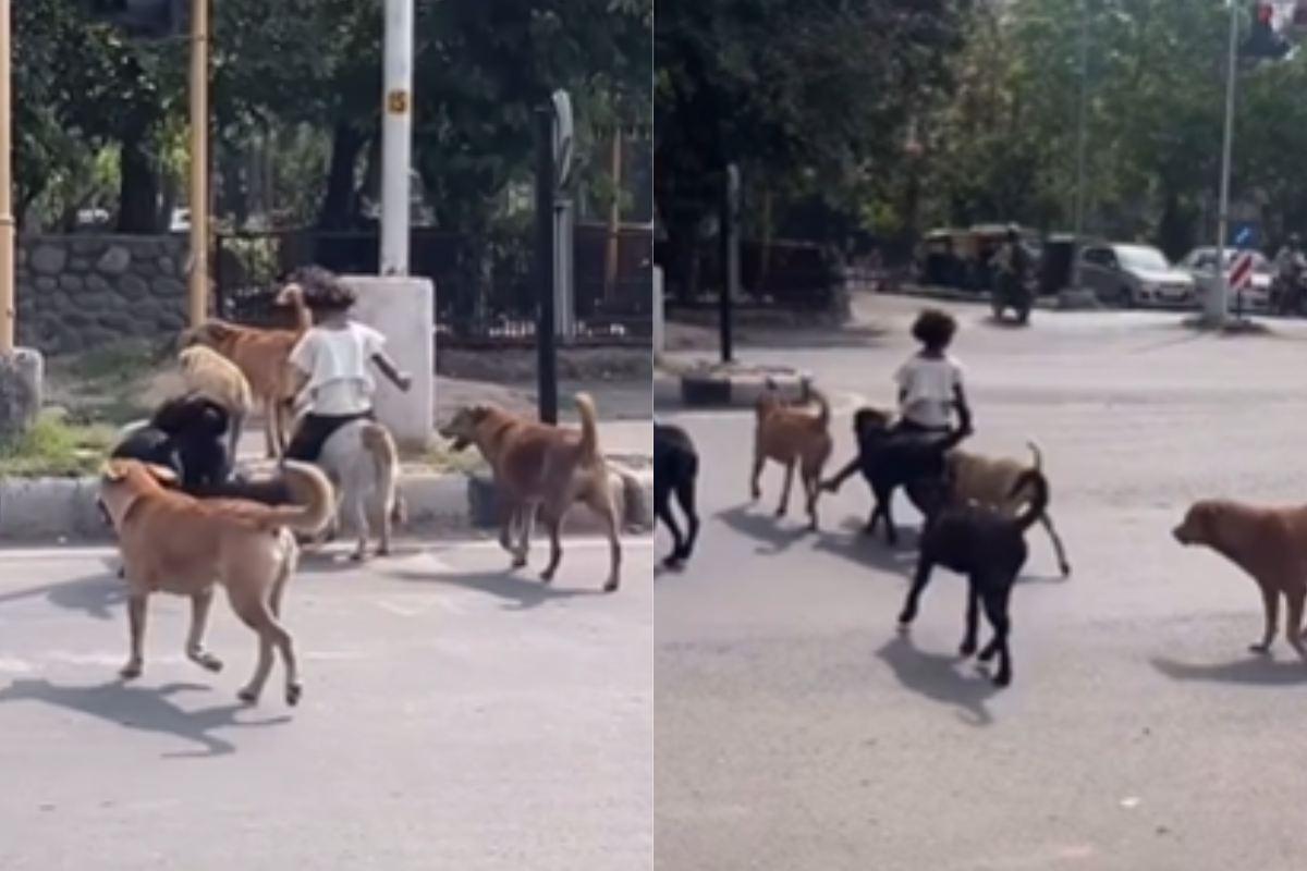Viral Video of Dogs and a Child