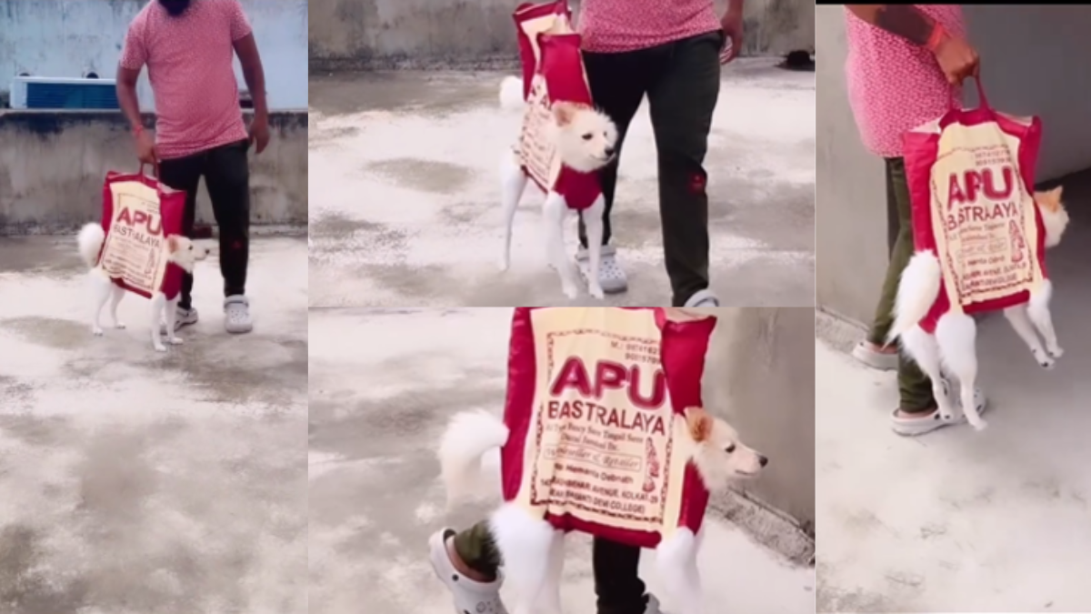 Viral Video of a Dog