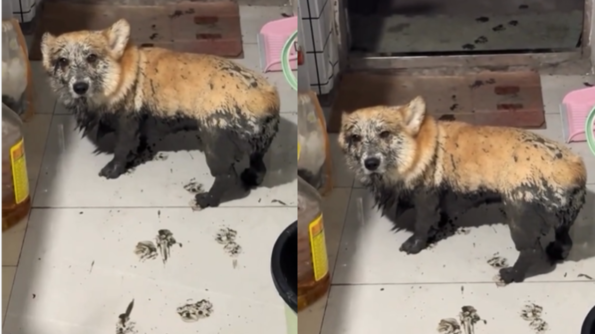 Viral Video of a Dog