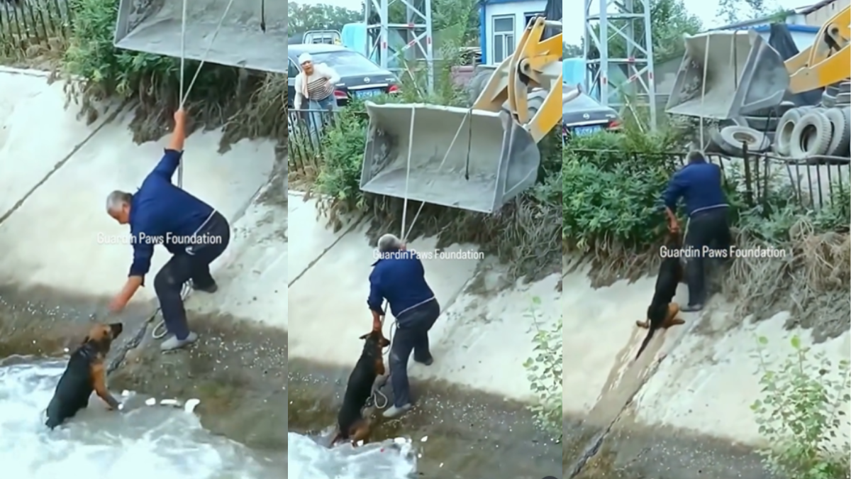 Viral Video of a Dog Rescue