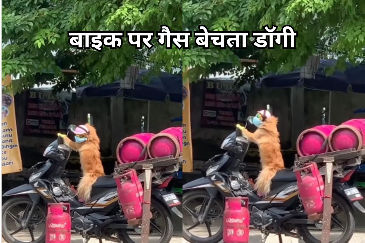 Dog Viral Video