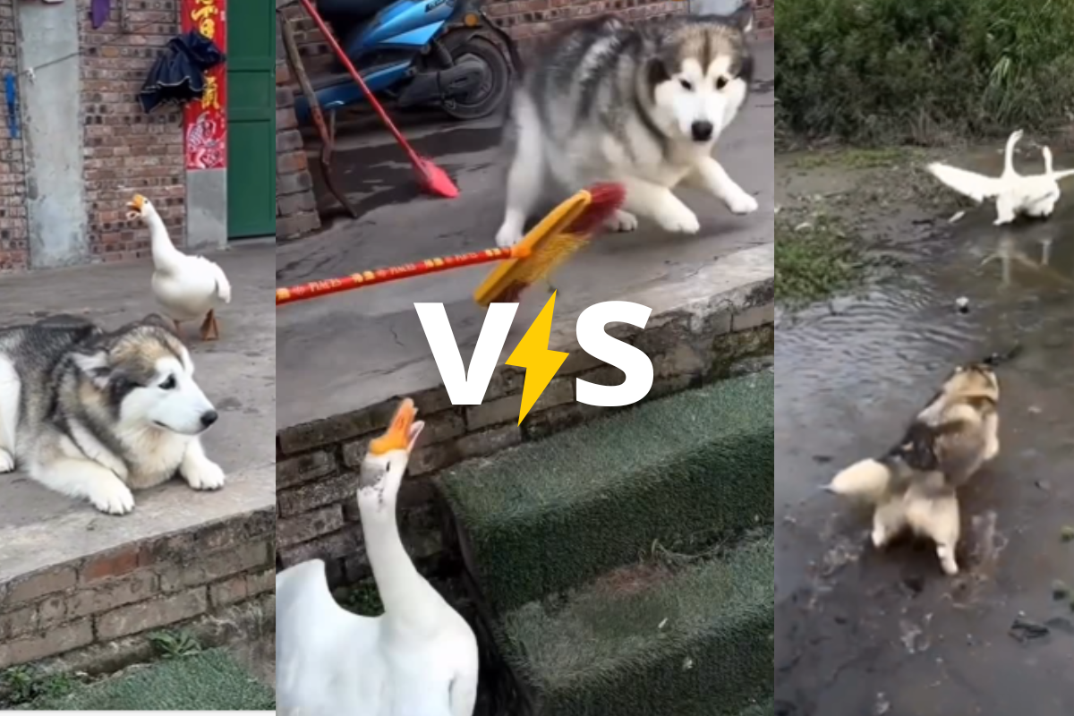 Viral Video of a Husky and Ducks