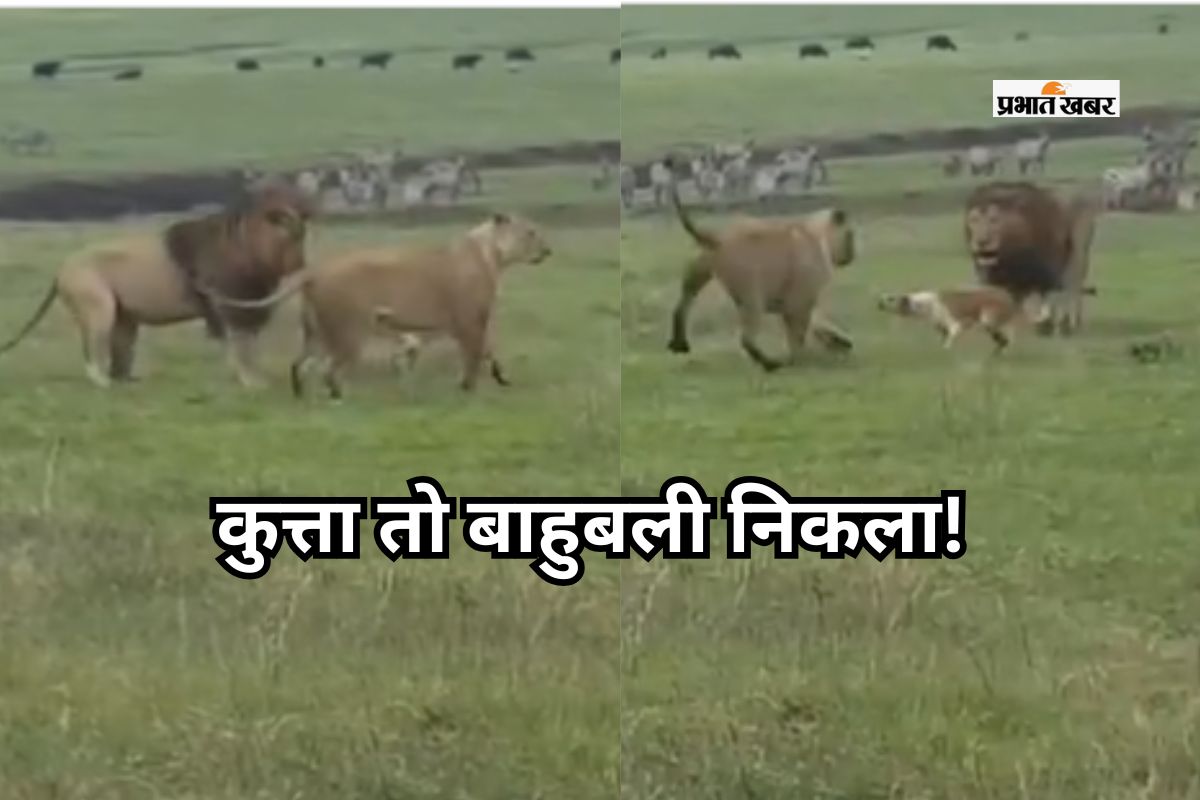 Dog beat lion and tiger