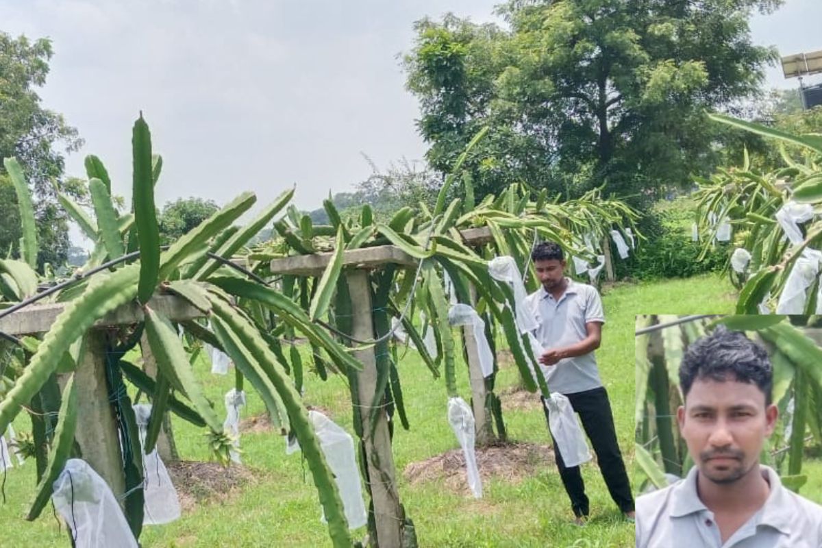 Dragon Fruit Cultivation