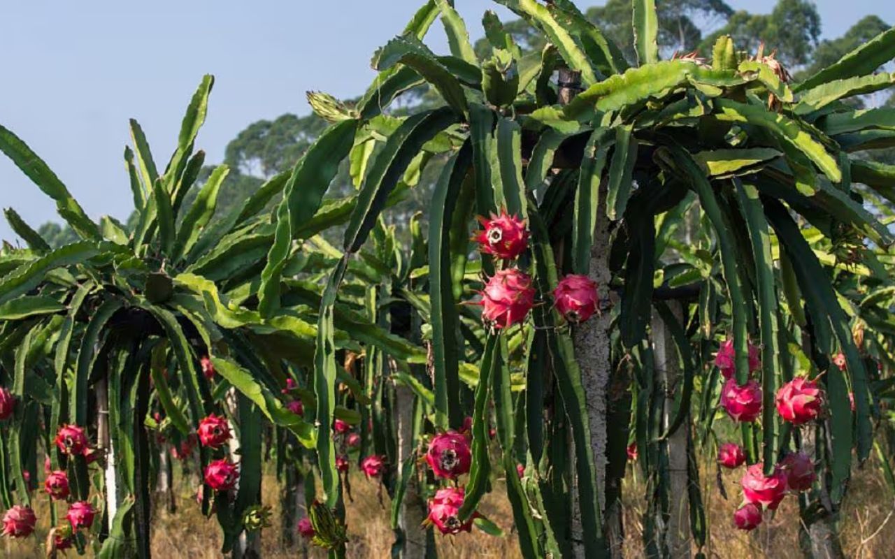Dragon fruit ki kheti