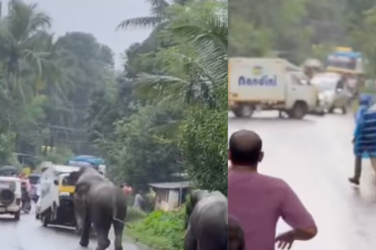 Elephant Attack WATCH VIDEO