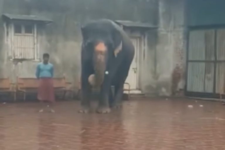 Viral Video: बारिश में गूंजा गजराज का बल्ला, वायरल हुआ जंगल के धोनी का क्रिकेट शो!”