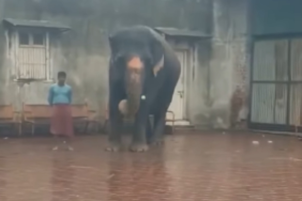 Elephant Played Cricket Viral Video