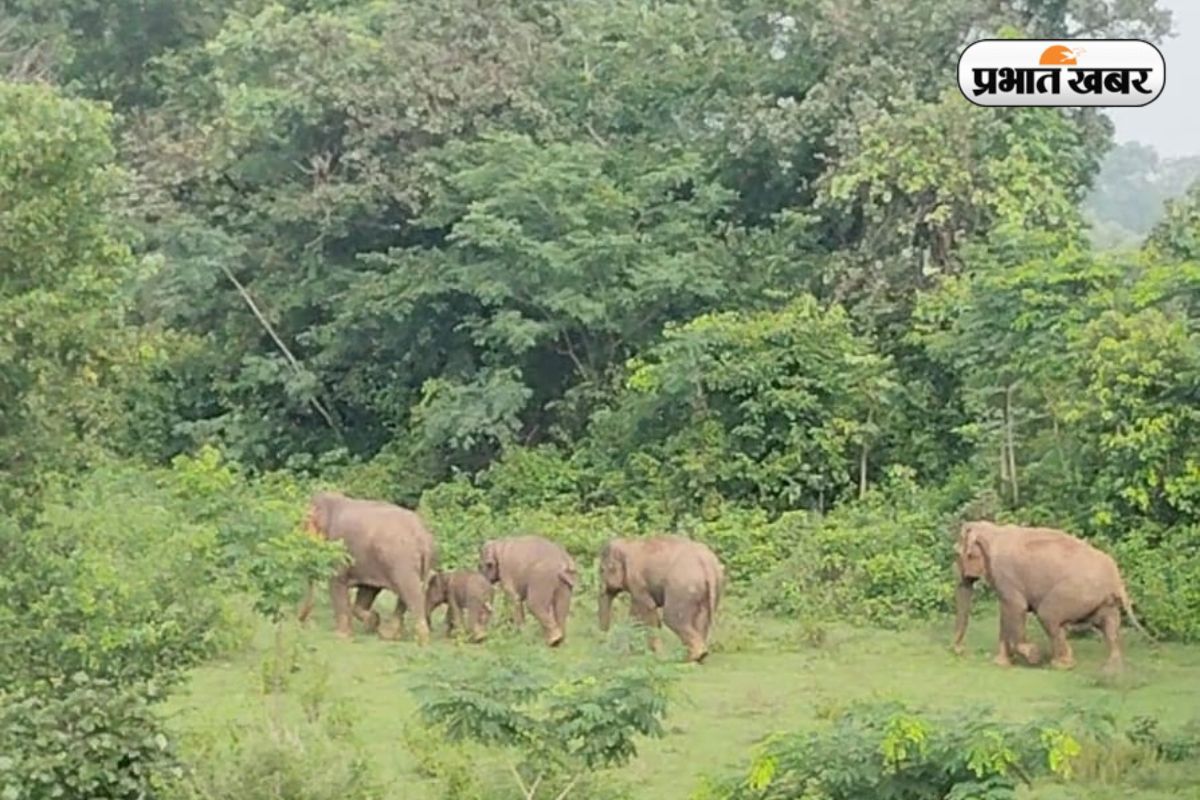 Elephants