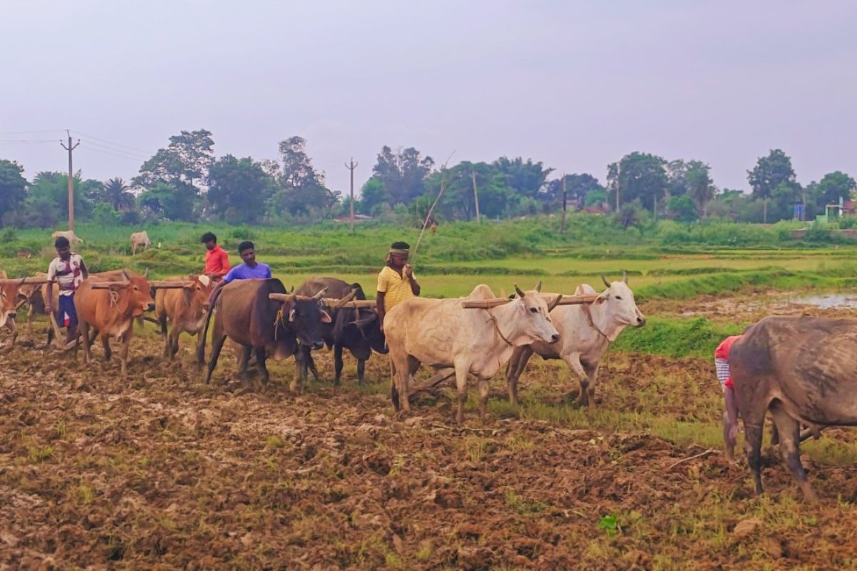 Farmer