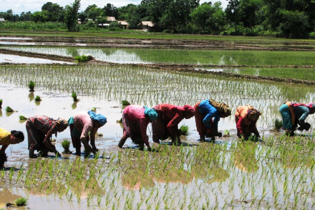 Farming