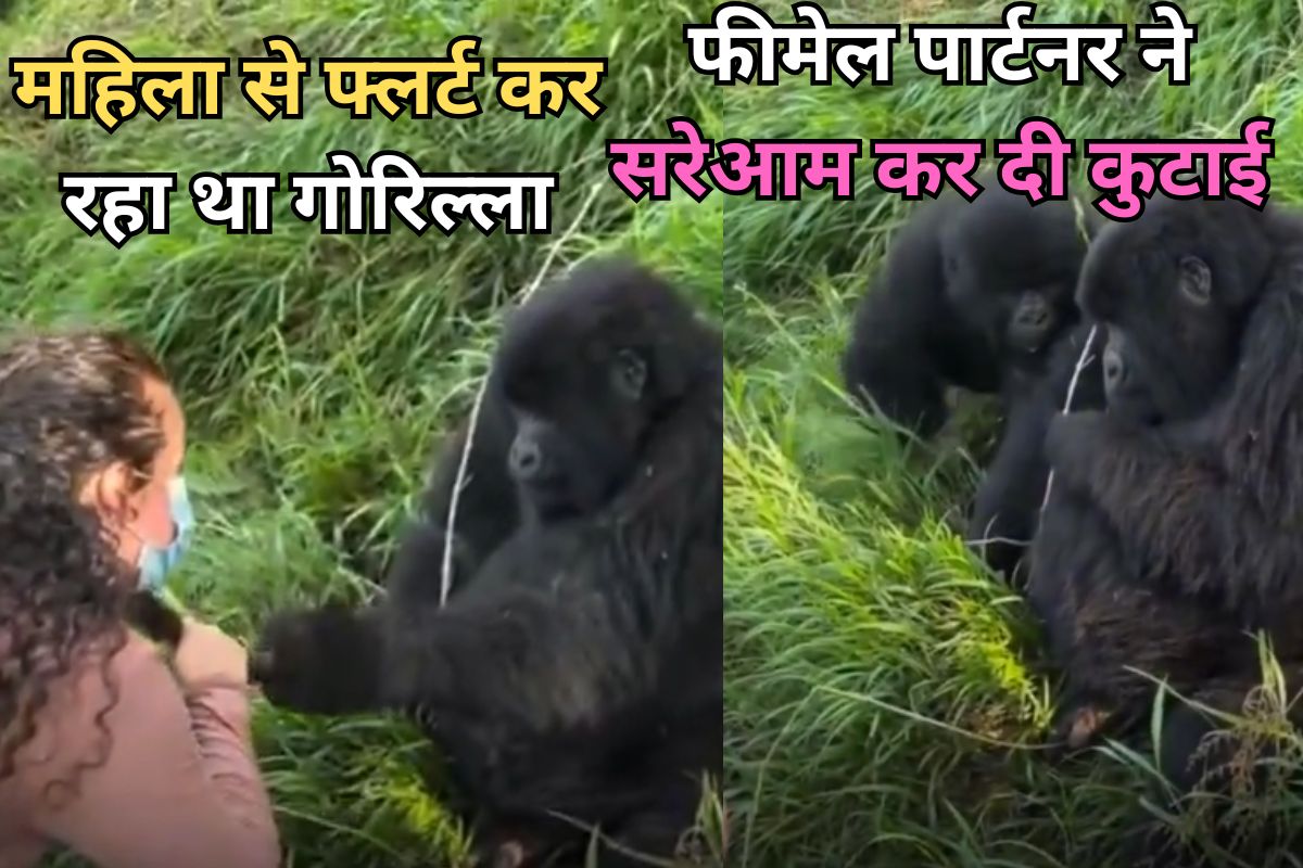 Female Gorilla and Male Gorilla fighting