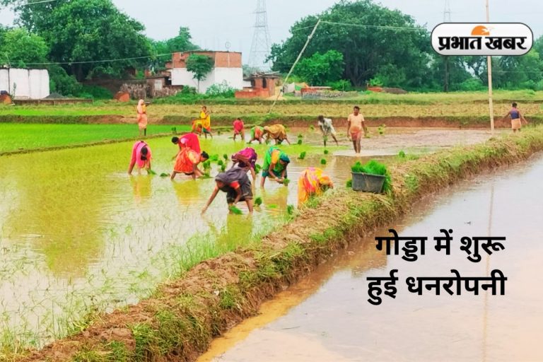 Godda Weather Today Rain: गोड्डा में 2 दिन की बारिश के बाद धनरोपनी में आयी तेजी, किसान बोले- मूसलाधार वर्षा जरूरी