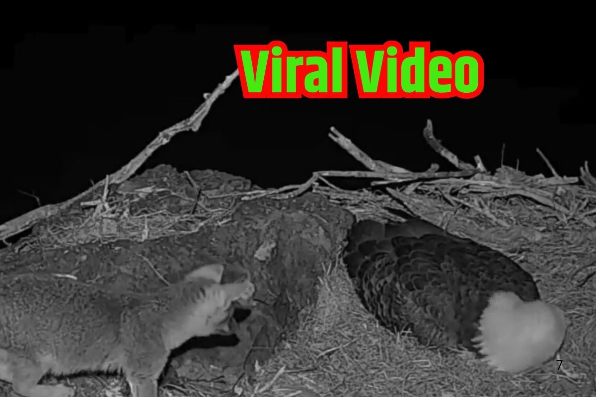 Viral Video