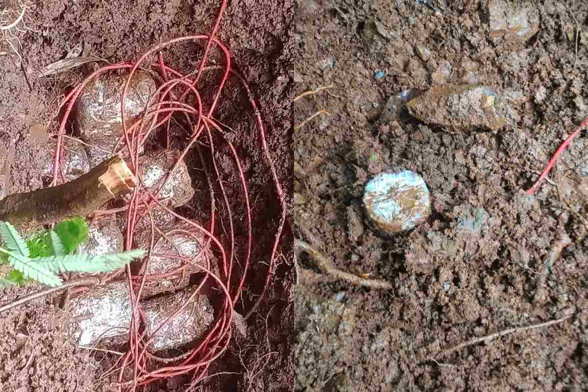 IED bombs seized west singhbhum