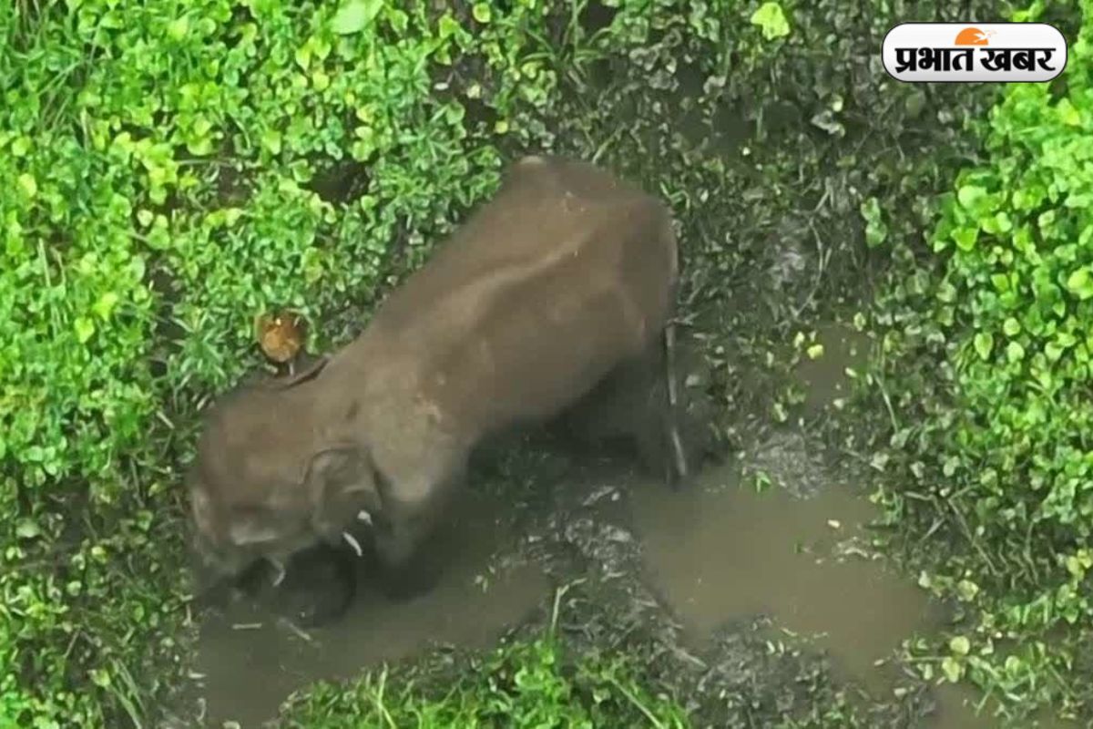 Injured Elephant in saranda Jungle