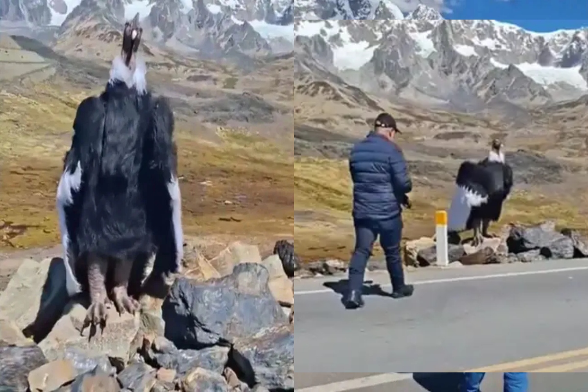 Jatayu Viral Video Lookalike Bird