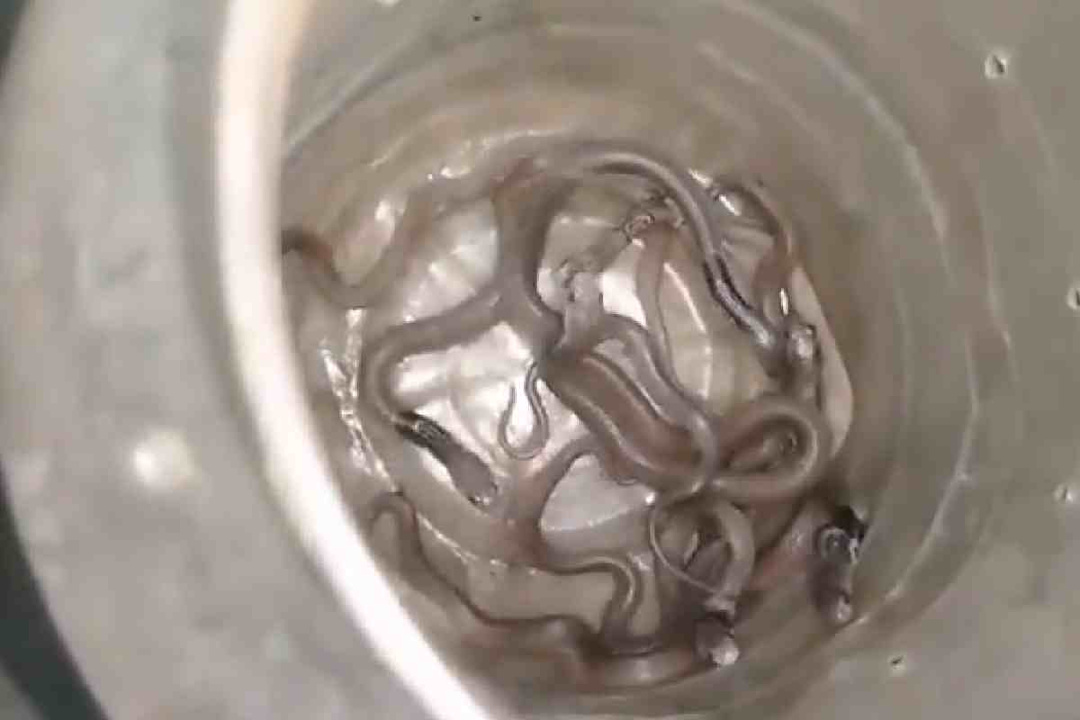 Kannauj Cobra viral video