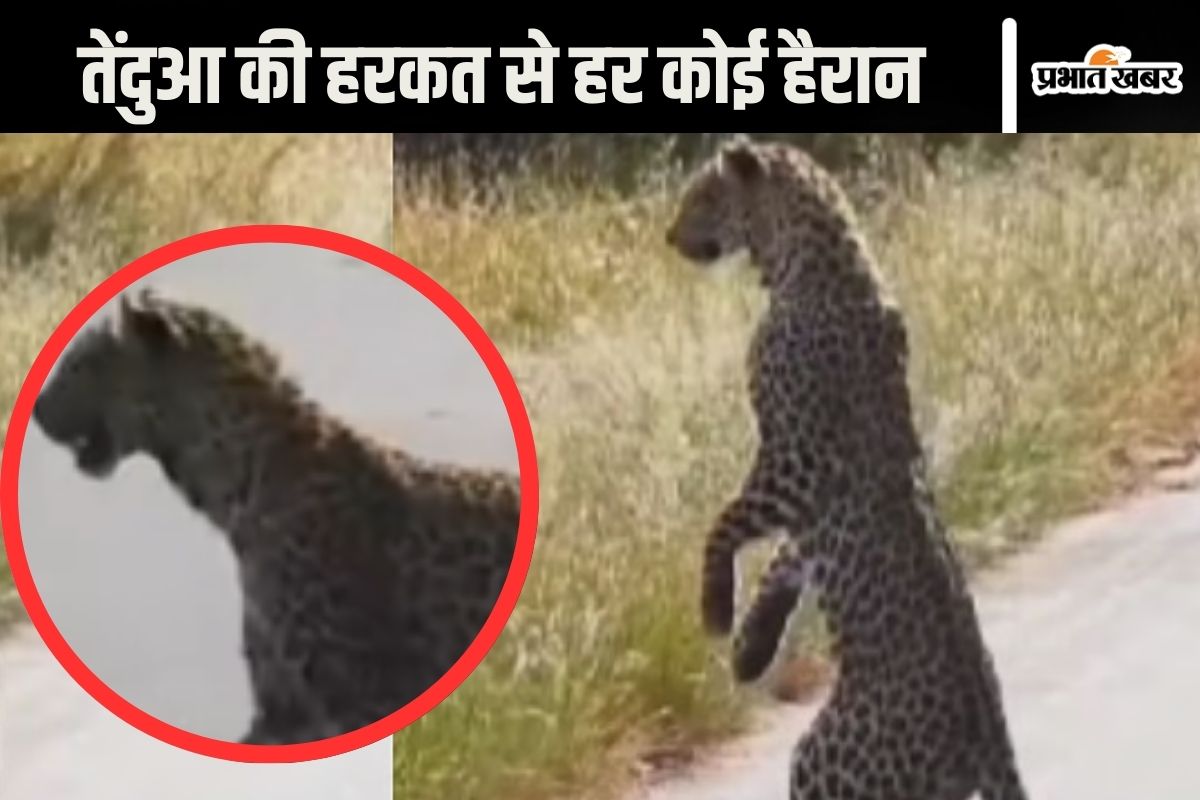 Leopard Standing on two legs