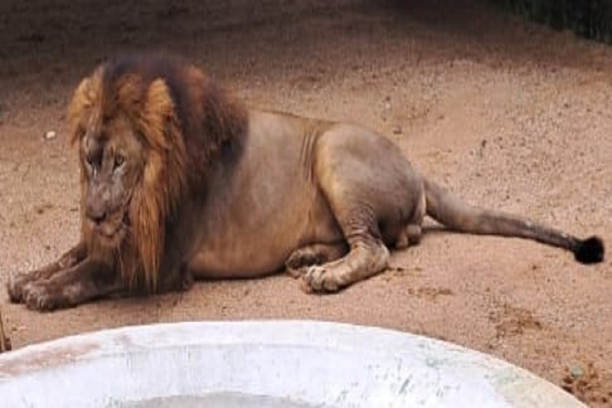 Lion Shashank