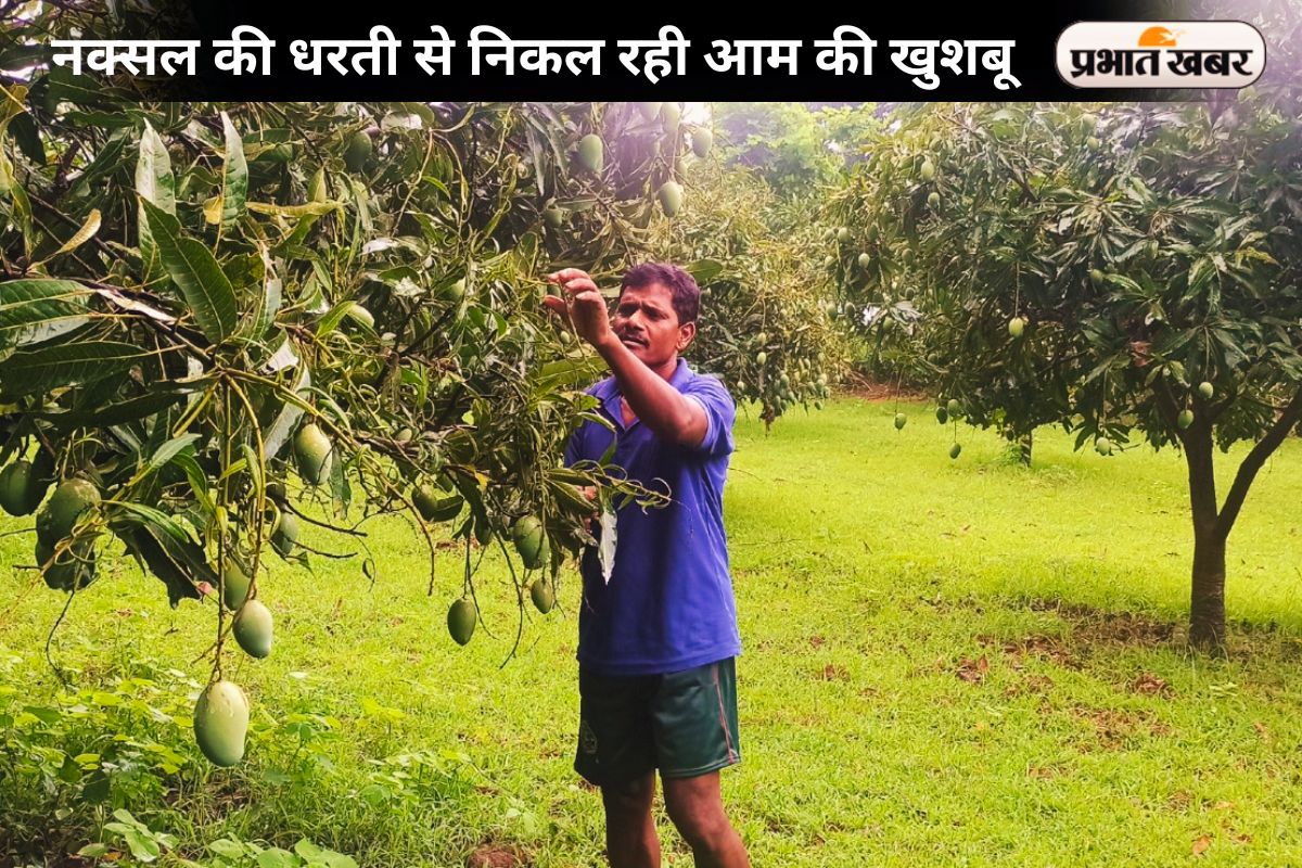 Mango Farming