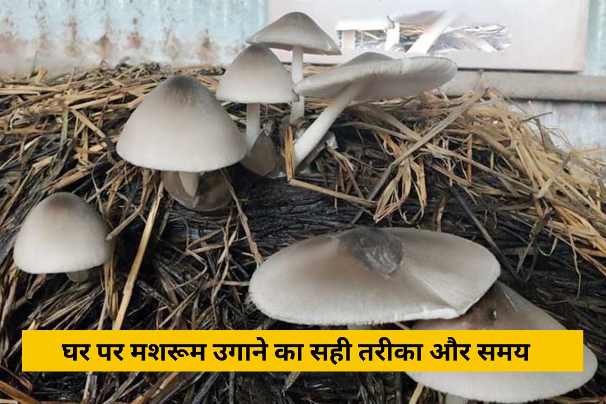 Mushroom farming