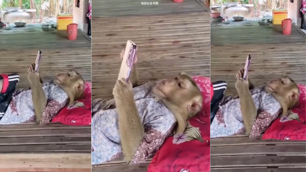 Viral Video of Monkey Relaxing