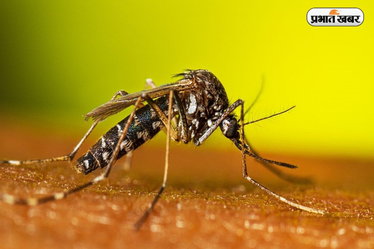 Mosquito