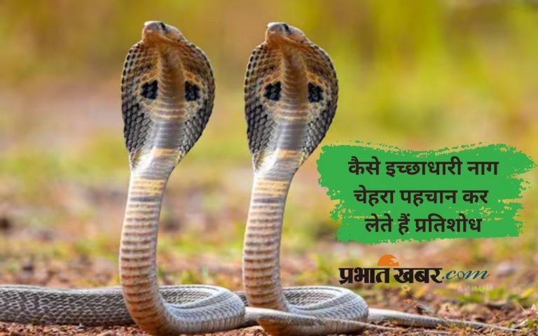 Nag Panchmi 2025: क्या इच्छाधारी नाग-नागिन लेते हैं जन्मों का बदला, पढ़ें हैरान करने वाली बातें