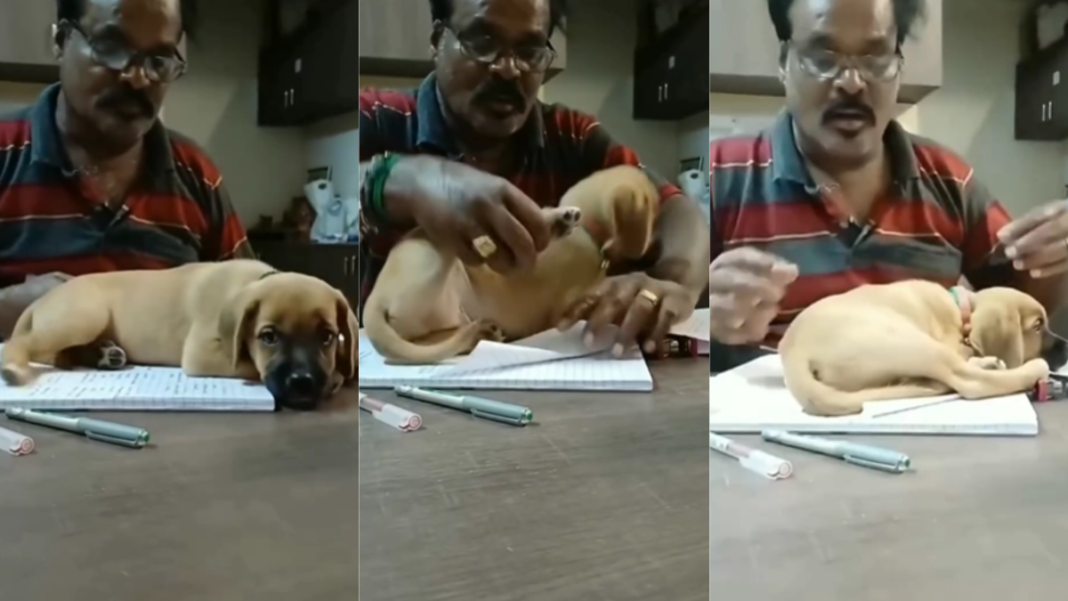 Viral Video of Puppy and Owner