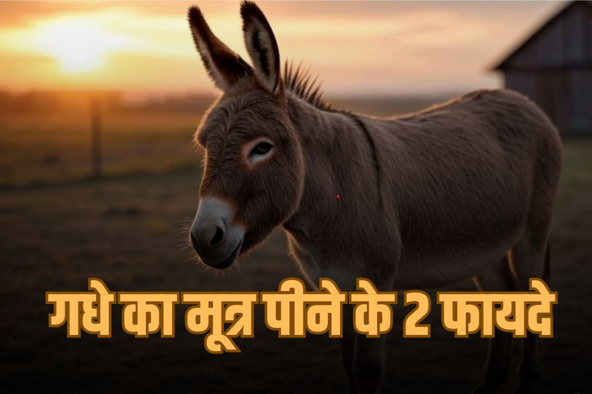 Donkey