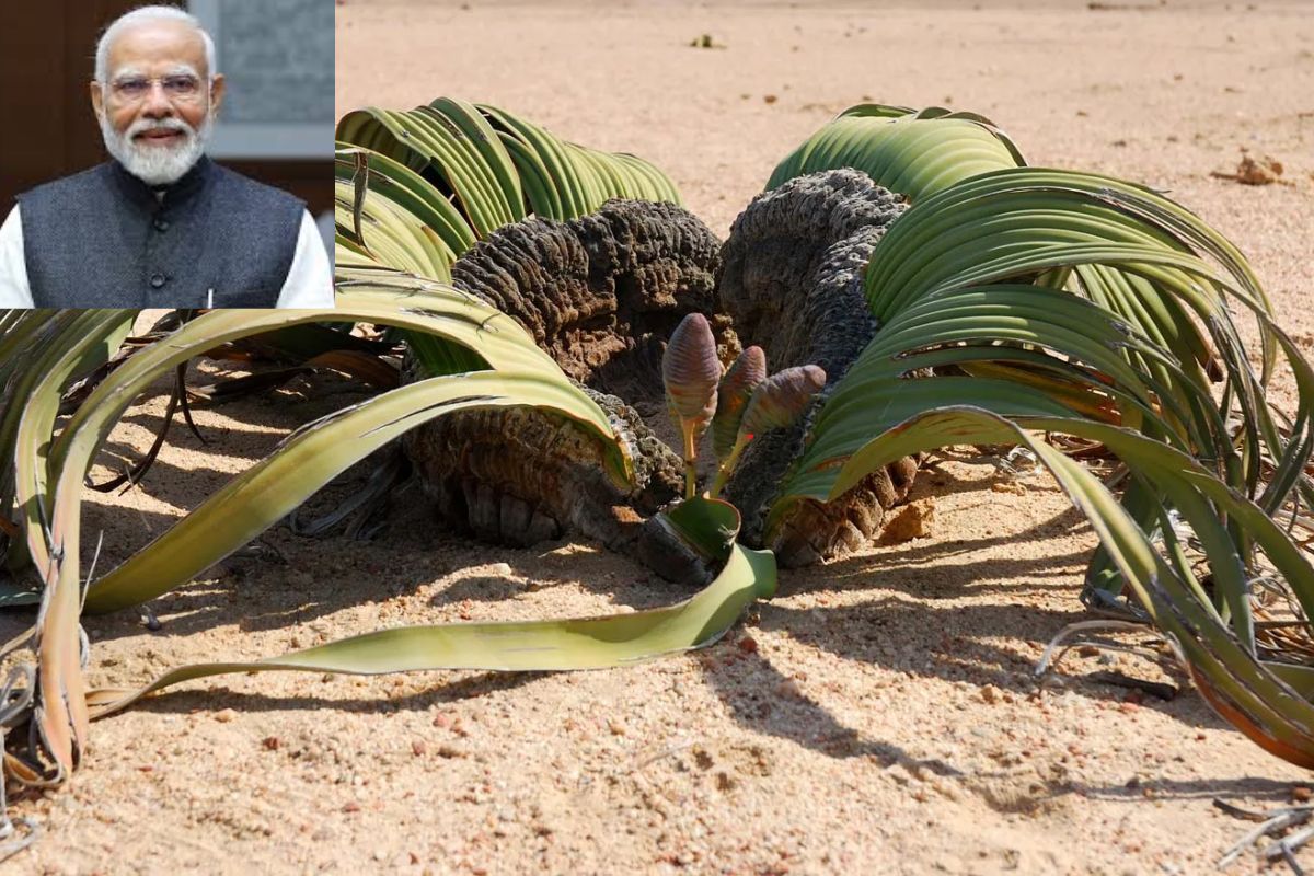 Welwitschia Mirabilis Plant