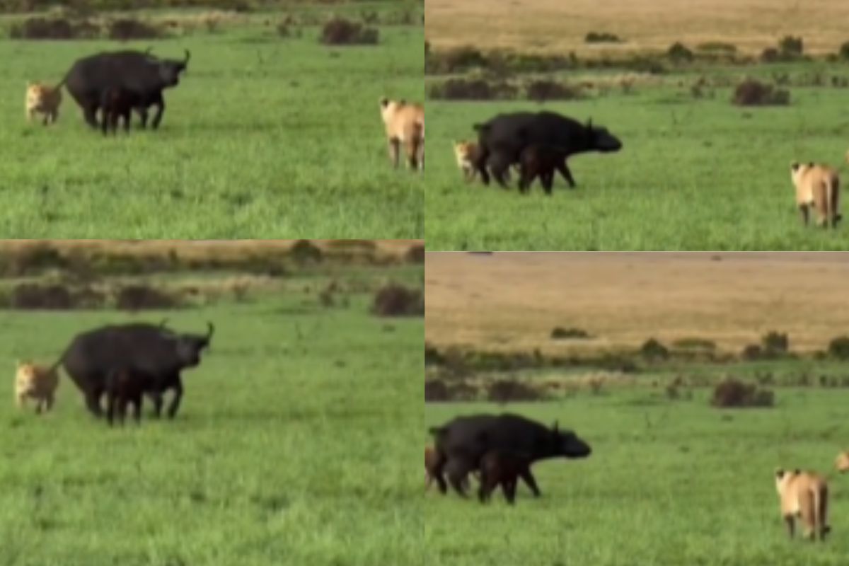buffalo