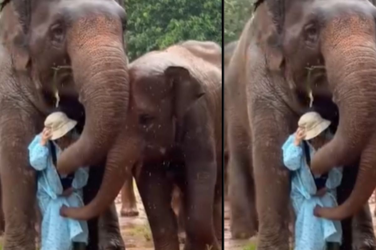 Viral Video elephant cover caretaker with trunk to protect her from rain